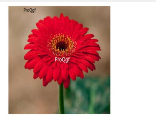 19usd red Ngryise 3000pcs Gerbera jamesonii seed