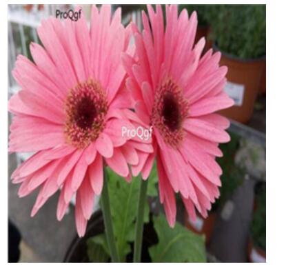 19usd pink Ngryise 3000pcs Gerbera jamesonii seed
