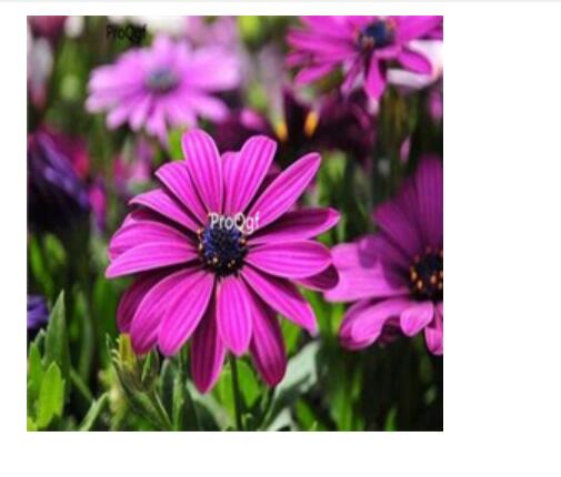 19usd purple Ngryise 3000pcs Gerbera jamesonii seed