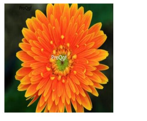 19usd orange Ngryise 3000pcs Gerbera jamesonii seed