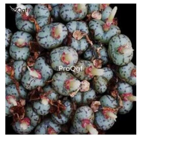 250usd Ngryise 50pcs Obcordellum Lambertense SB626 seed