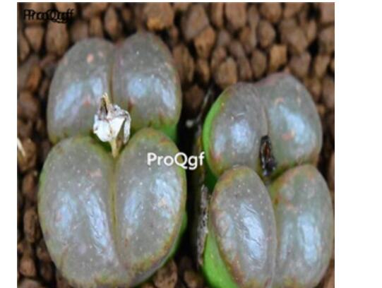 250usd Ngryise 50pcs Conophytum pellucidum pardicolor seed