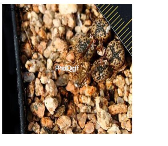 250usd Ngryise 50pcs Conophytum pellucidum kamieskroon seed