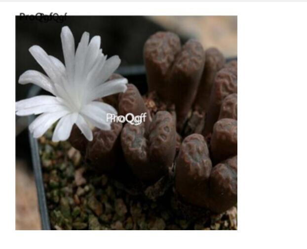 250usd Ngryise 50pcs conophytum pellucidum argent TS460 seed