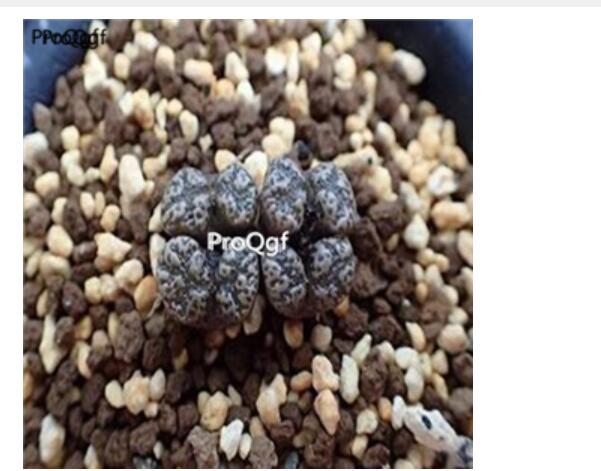 250usd Ngryise 50pcs C.pellucidum Rietberg seed