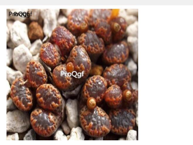 250usd Ngryise 50pcs C. pellucidum v. terricolor seed