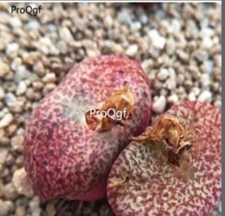 250usd Ngryise 50pcs obcordellum v.ceresianum stayneri seed