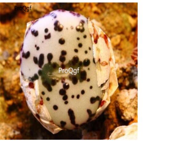 250usd ngryise 50pcs obcordellum ursprungianum white black potted seed