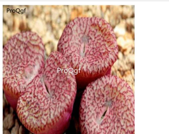 250usd ngryise 50pcs obcordellum ursprungianum CR1408 seed
