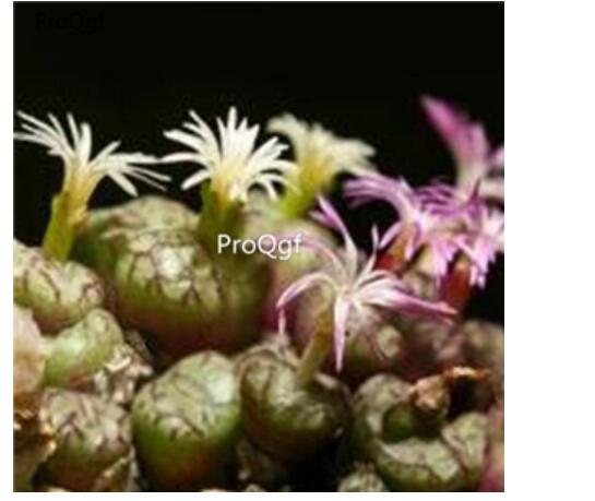 250Usd ngryise 50pcs obcordellum subsp. rolfii RR 1003 seed