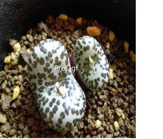250usd Ngryise 50pcs obcordellum Sterkfontein seed