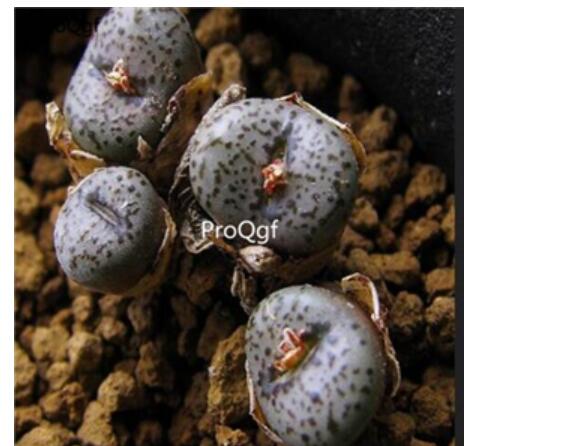 250usd Ngryise 50pcs obcordellum stenandrum LAV28279 seed