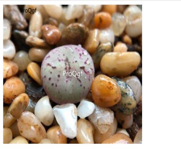 250usd Ngryise 50pcs obcordellum ssp. giftbergense seed