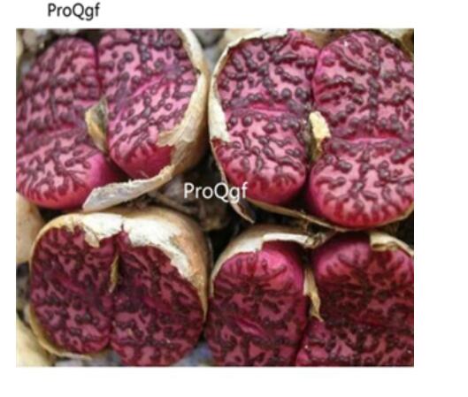 250usd Ngryise 50pcs Obcordellum SH 2079 seed