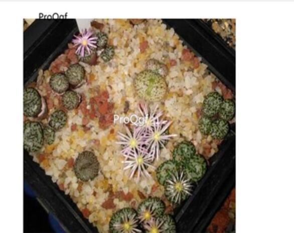 250usd Ngryise 50pcs obcordellum SB635 seed