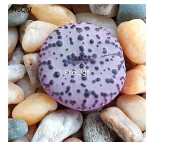 250usd Ngryise 50pcs obcordellum s.p seed