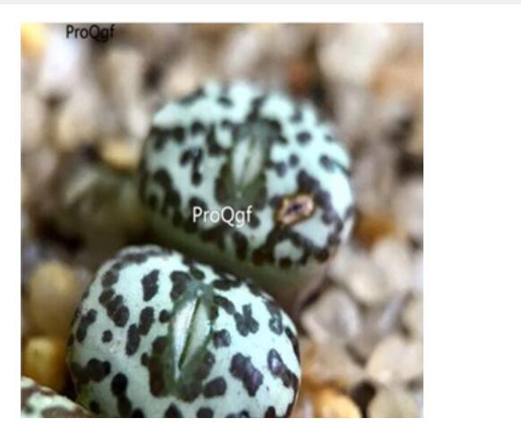 250usd Ngryise 50pcs obcordellum R&Y1985 seed