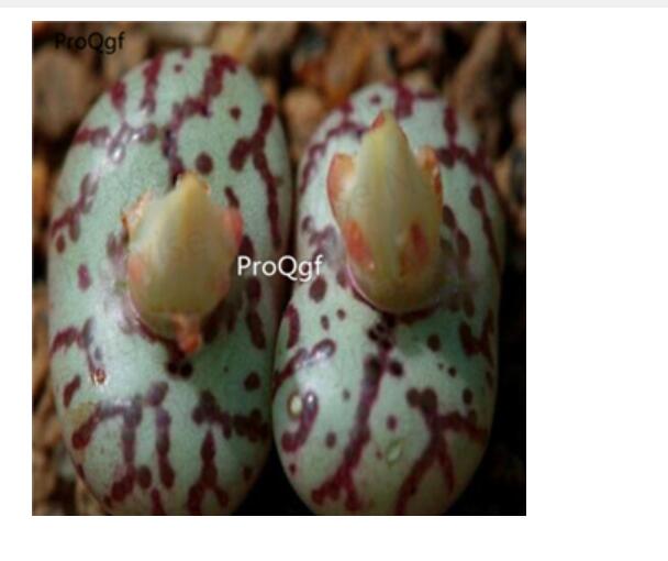 250usd Ngryise 50pcs obcordellum picturatum TS242 seed