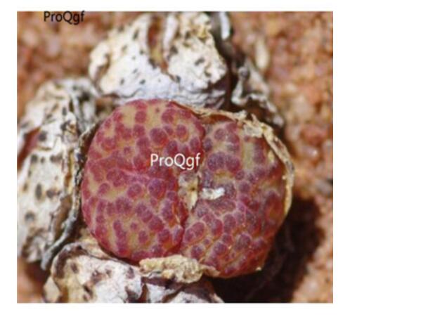 250usd Ngryise 50pcs obcordellum multicolor Heerenlogementsberg seed
