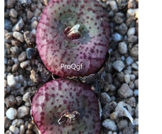250usd Ngryise 50pcs obcordellum multicolor Z74 seed