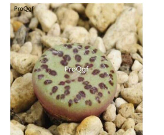 250usd Ngryise 50pcs obcordellum mundum Kantoorshoek seed