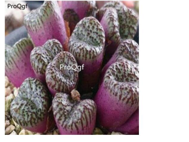 250usd Ngryise 50pcs obcordellum mundum seed