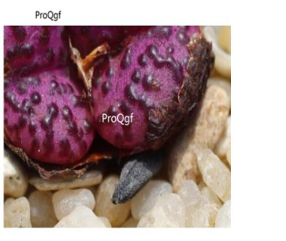 250usd Ngryise 50pcs obcordellum Pakhuis Pass seed
