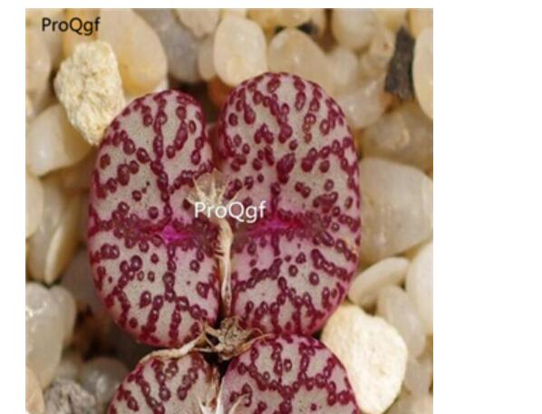 250usd Ngryise 50pcs obcordellum picturatum Clanwilliam seed