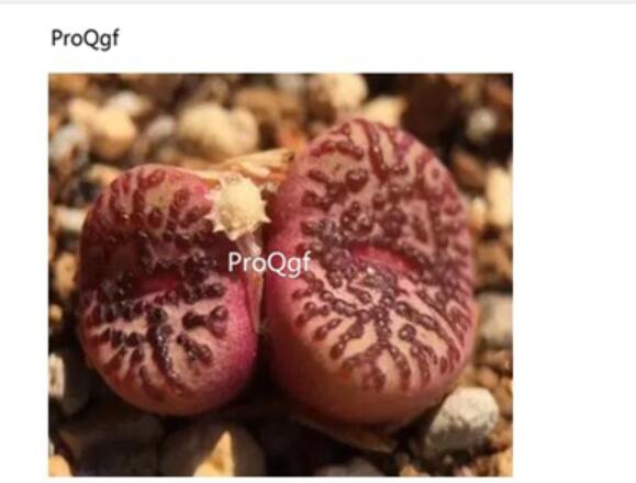 250usd Ngryise 50pcs Obcordellum picturatum SB622 seed