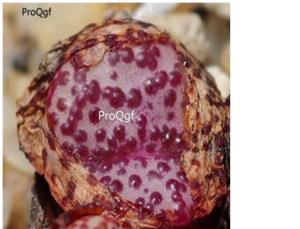 250usd Ngryise 50pcs obcordellum Leipoldt's Grave seed