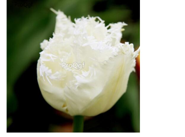 10usd susu white Ngryise 10pcs Tulipa gesneriana tulip Flower Bulb