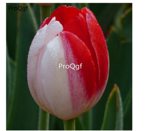 10usd white red Ngryise 10pcs Tulipa gesneriana tulip Flower Bulb