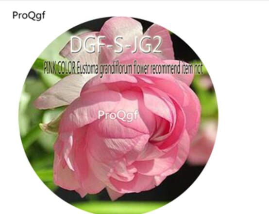 16usd Ngryise 3000Pcs A Set Pink Color Eustoma Grandiflorum Flower Recommend Item hot Seed DGF-S-JG2