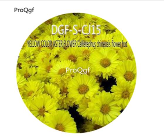16usd Ngryi3000Pcs A Set YELLOW COLOR ASTER FLOWER Callistephus chinensis flower hot Seed DGF-S-CJ15