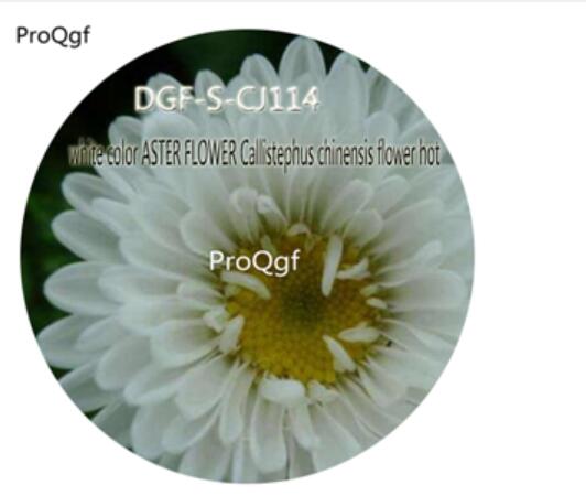 16usd Ngryis3000Pcs A Set White color ASTER FLOWER Callistephus chinensis flower hot Seed DGF-S-CJ14