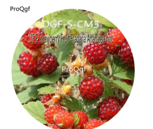 16usd Ngryise 3000Pcs A Set LIE E Strawberry Fruit Fragaria Ananassa hot Seed DGF-S-CM3