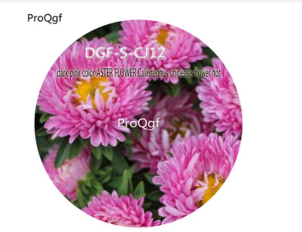 16usd Ng3000Pcs A Set Dark Pink color ASTER FLOWER Callistephus chinensis flower hot Seed DGF-S-CJ12