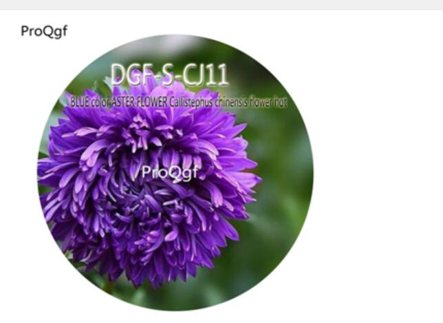 16usd Ngryise3000Pcs A Set Blue color ASTER FLOWER Callistephus chinensis flower hot Seed DGF-S-CJ11