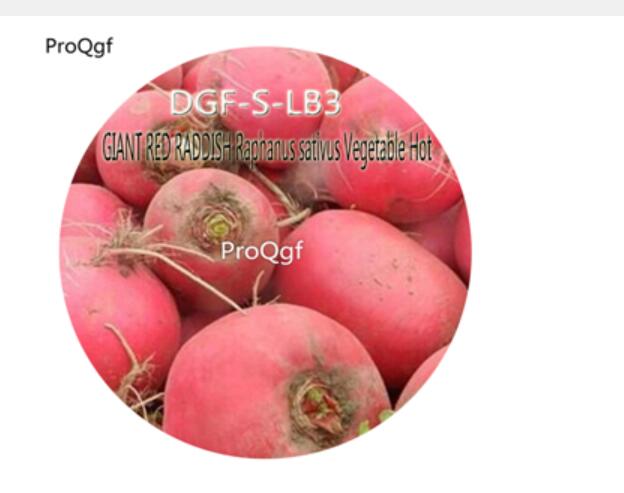 16usd Ngryise 2000Pcs A Set GIANT RED RADDISH Raphanus sativus Vegetable Hot Seed DGF-S-LB3