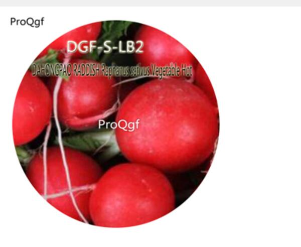 16usd Ngryise 2000Pcs A Set DAHONGPAO RADDISH Raphanus sativus Vegetable Hot Seed DGF-S-LB2