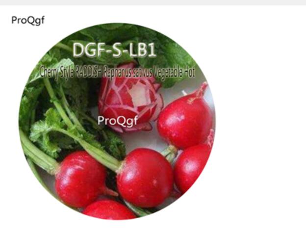 16usd Ngryise 2000Pcs A Set Cherry Style RADDISH Raphanus sativus Vegetable Hot Seed DGF-S-LB1