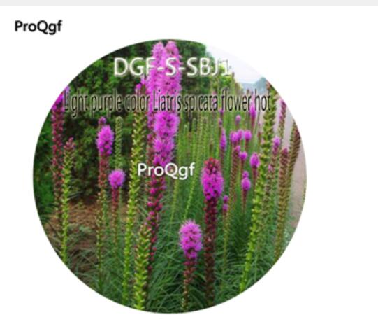 19usd Ngryise 3000Pcs A Set Seed  Light Purple Color Liatris Spicata Flower hot DGF-S-SBJ1