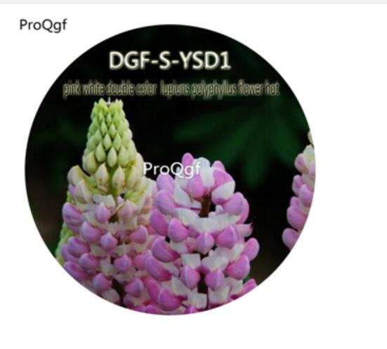 15usd Ngryise 500Pcs A Set Pink White Double Color Lupiuns Polyphyllus Flower hot Seed DGF-S-YSD1
