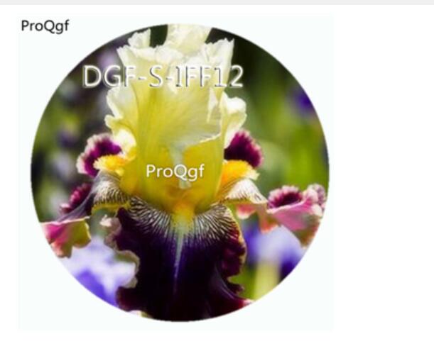 15usd Ngryise 300Pcs A Set yellow purple double color iris flower hot Seed DGF-S-IFF12