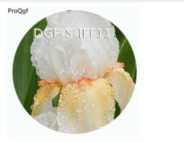 15usd Ngryise 300Pcs A Set white yellow double color iris flower hot Seed DGF-S-IFF11