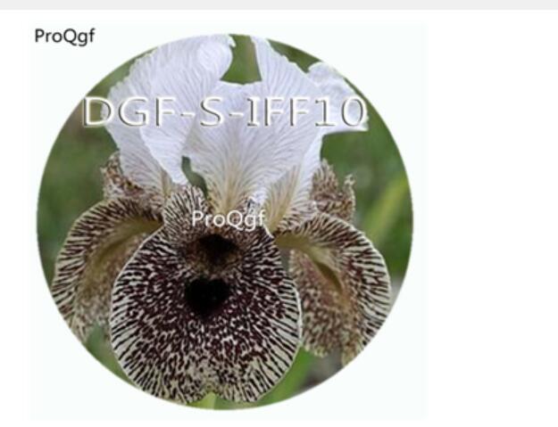 15usd Ngryise 300Pcs A Set white brown potted iris flower hot Seed DGF-S-IFF10