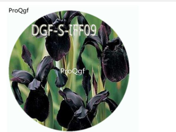 15usd Ngryise 300Pcs A Set Unique Black Color Iris Flower hot Seed DGF-S-IFF09
