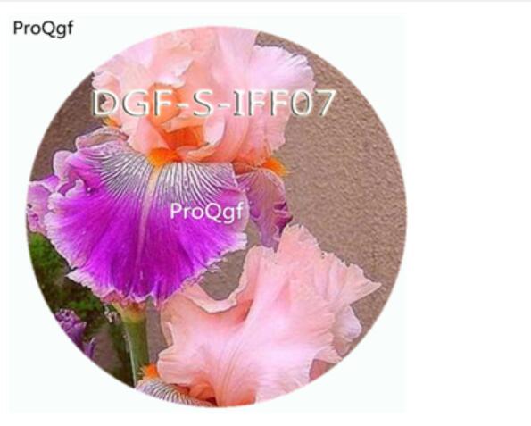 15usd Ngryise 300Pcs A Set pink purple double color iris flower hot Seed DGF-S-IFF07