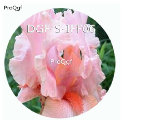 15usd Ngryise 300Pcs A Set nice pink color iris flower hot Seed DGF-S-IFF06