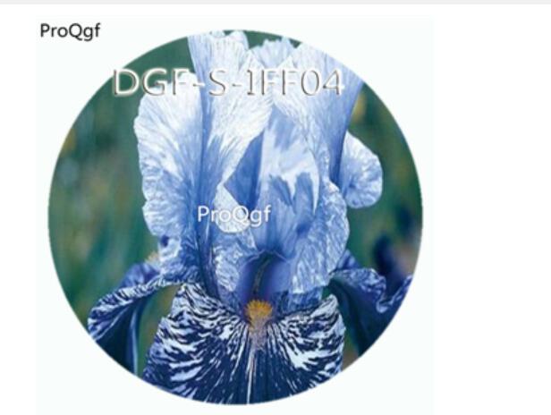 15usd Ngryise 300Pcs A Set double blue stripe color iris flower hot Seed DGF-S-IFF04